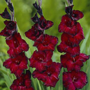 Gladiola 'Black Surprise'